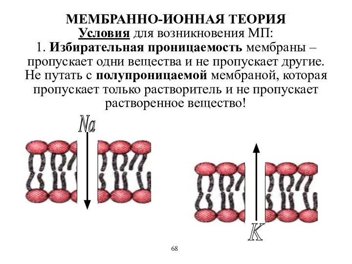 МЕМБРАННО-ИОННАЯ ТЕОРИЯ Условия для возникновения МП: 1. Избирательная проницаемость мембраны –