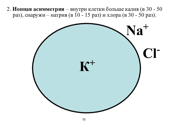 2. Ионная асимметрия – внутри клетки больше калия (в 30 -