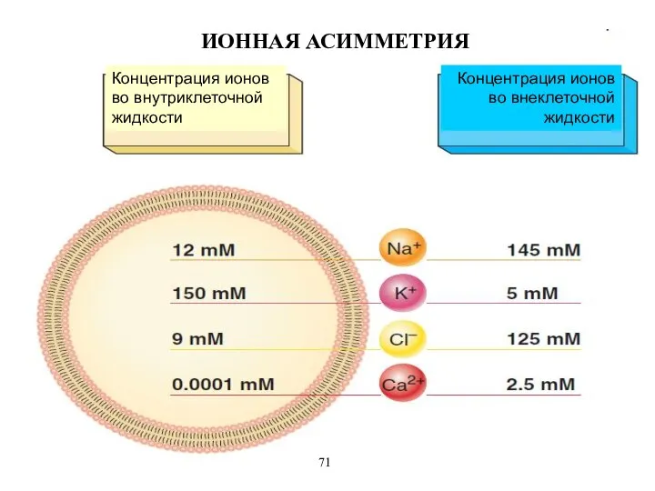 ИОННАЯ АСИММЕТРИЯ Концентрация ионов во внутриклеточной жидкости Концентрация ионов во внеклеточной жидкости 71