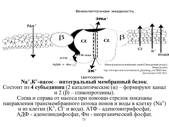 Na+,К+-насос – интегральный мембранный белок. Состоит из 4 субъединиц (2 каталитические