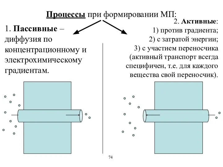 Процессы при формировании МП: 1. Пассивные – диффузия по концентрационному и