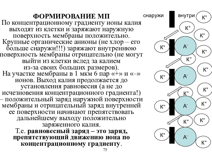 ФОРМИРОВАНИЕ МП По концентрационному градиенту ионы калия выходят из клетки и