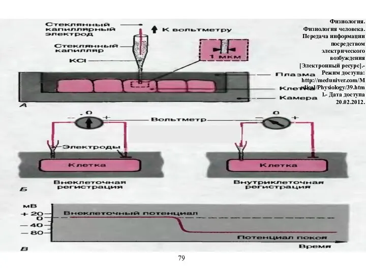 Физиология. Физиология человека. Передача информации посредством электрического возбуждения [Электронный ресурс].- Режим