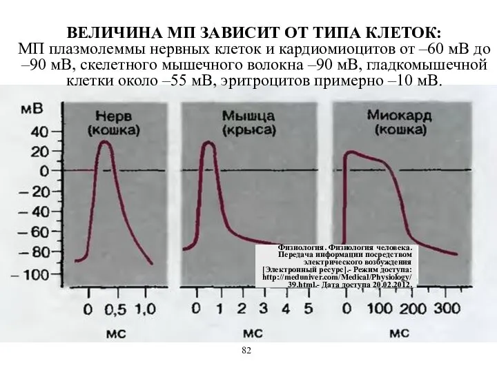 ВЕЛИЧИНА МП ЗАВИСИТ ОТ ТИПА КЛЕТОК: МП плазмолеммы нервных клеток и