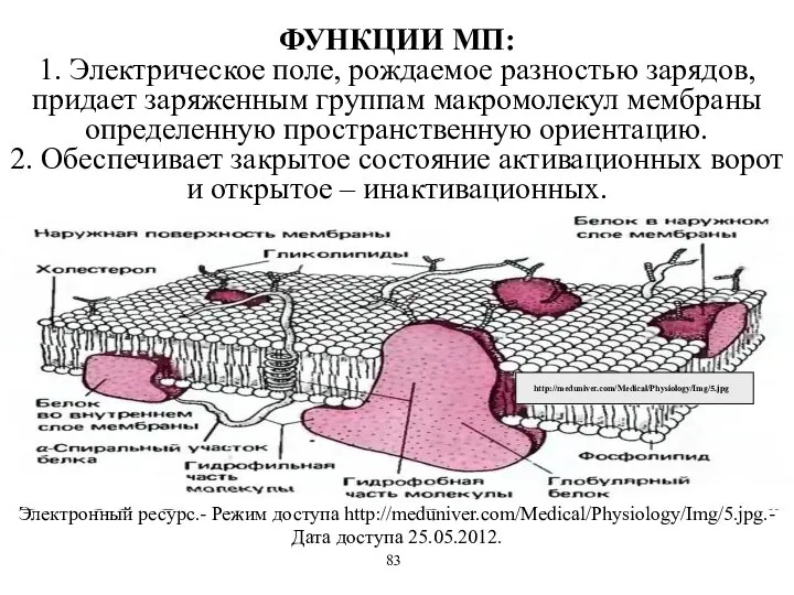 ФУНКЦИИ МП: 1. Электрическое поле, рождаемое разностью зарядов, придает заряженным группам