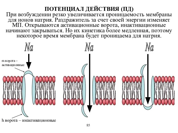 m ворота –активационные h ворота – инактивационные Na Na Na ПОТЕНЦИАЛ