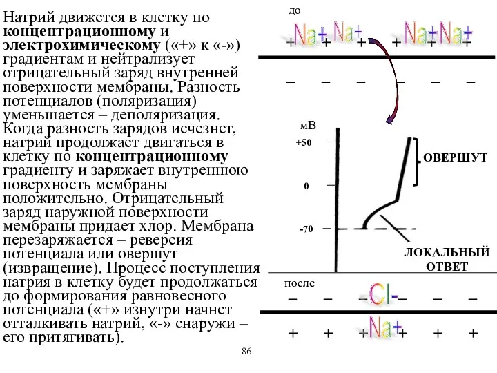 Натрий движется в клетку по концентрационному и электрохимическому («+» к «-»)