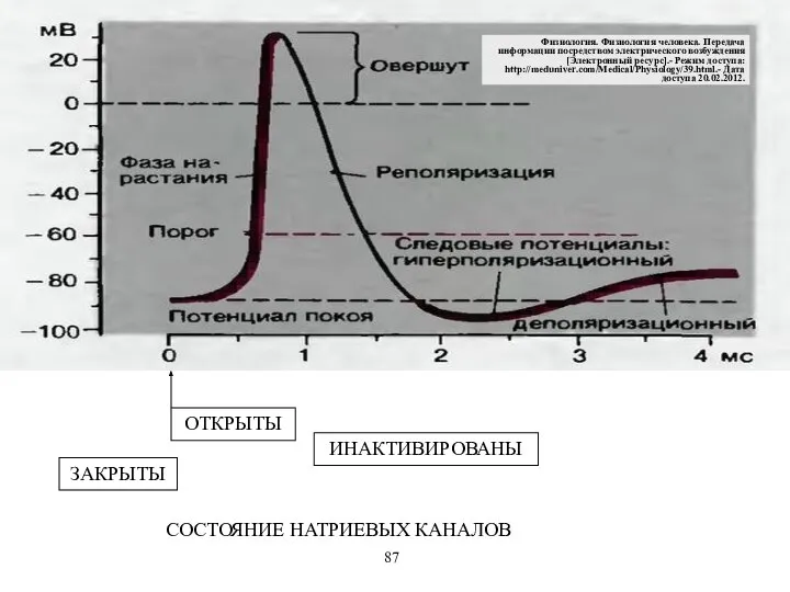 ЗАКРЫТЫ ИНАКТИВИРОВАНЫ СОСТОЯНИЕ НАТРИЕВЫХ КАНАЛОВ 87 Физиология. Физиология человека. Передача информации