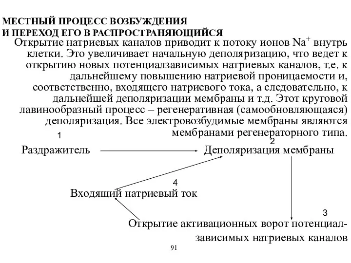 Открытие натриевых каналов приводит к потоку ионов Na+ внутрь клетки. Это