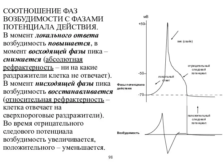 СООТНОШЕНИЕ ФАЗ ВОЗБУДИМОСТИ С ФАЗАМИ ПОТЕНЦИАЛА ДЕЙСТВИЯ. В момент локального ответа