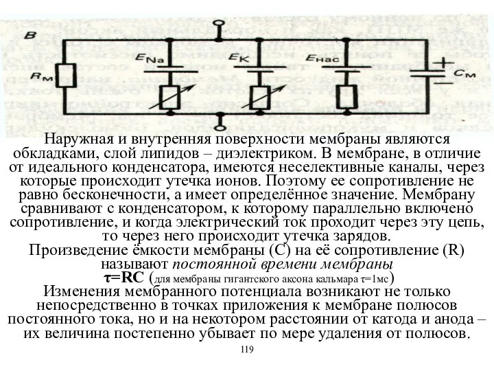 Наружная и внутренняя поверхности мембраны являются обкладками, слой липидов – диэлектриком.