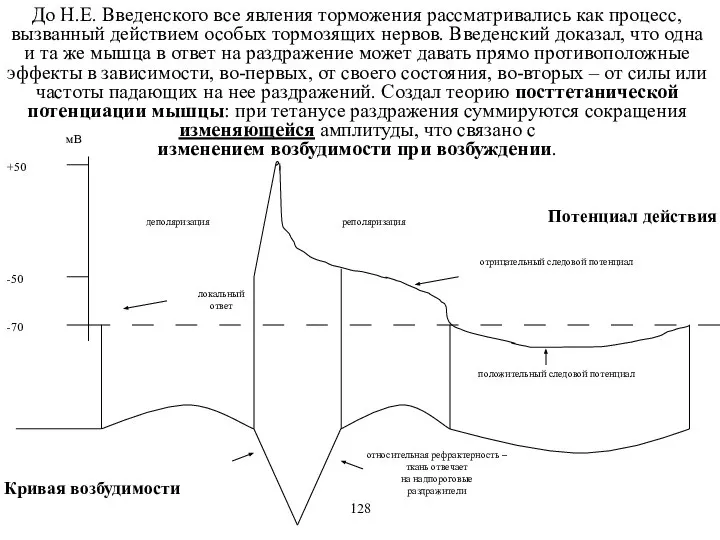 До Н.Е. Введенского все явления торможения рассматривались как процесс, вызванный действием