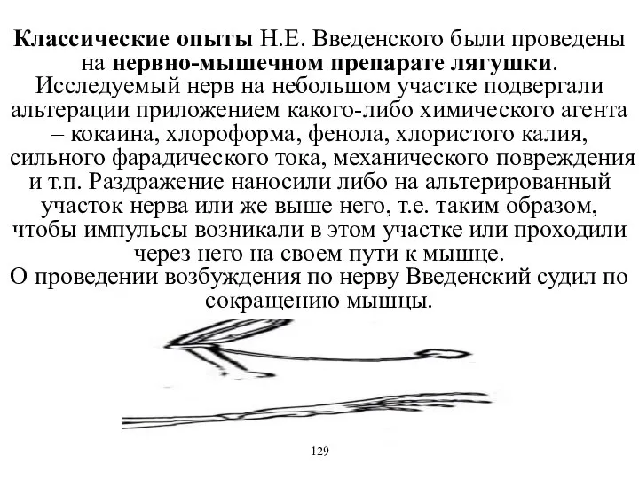 Классические опыты Н.Е. Введенского были проведены на нервно-мышечном препарате лягушки. Исследуемый
