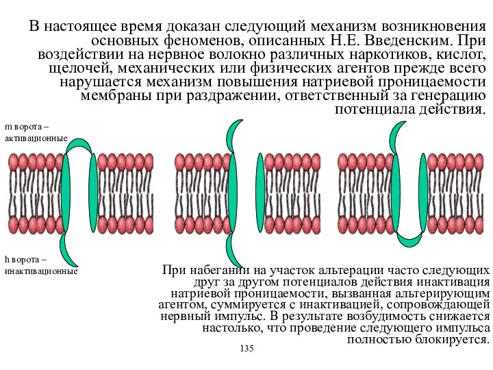 h ворота – инактивационные В настоящее время доказан следующий механизм возникновения