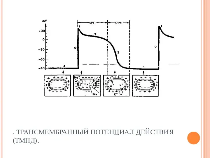 . ТРАНСМЕМБРАННЫЙ ПОТЕНЦИАЛ ДЕЙСТВИЯ (ТМПД).