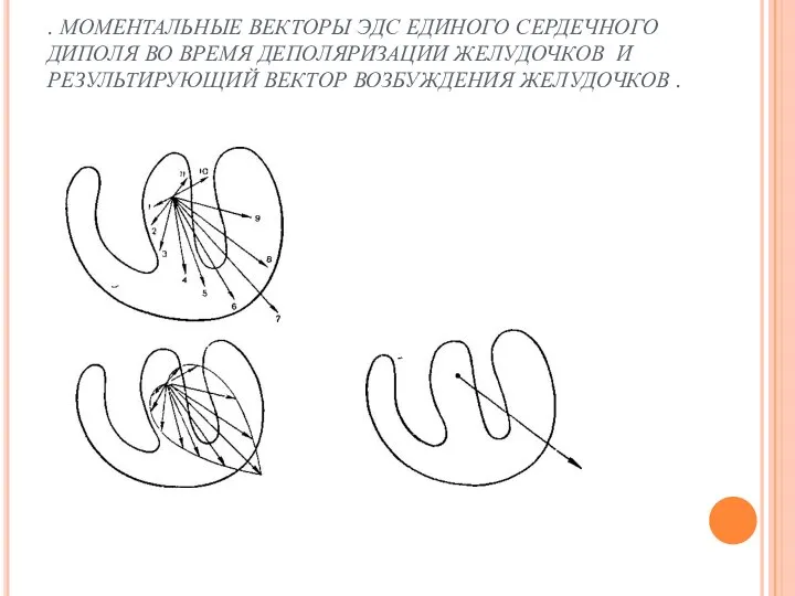 . МОМЕНТАЛЬНЫЕ ВЕКТОРЫ ЭДС ЕДИНОГО СЕРДЕЧНОГО ДИПОЛЯ ВО ВРЕМЯ ДЕПОЛЯРИЗАЦИИ ЖЕЛУДОЧКОВ