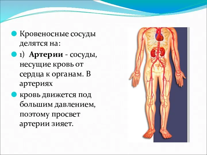 Кровеносные сосуды делятся на: 1) Артерии - сосуды, несущие кровь от