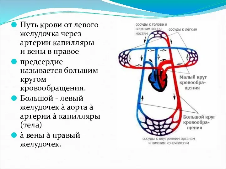 Путь крови от левого желудочка через артерии капилляры и вены в