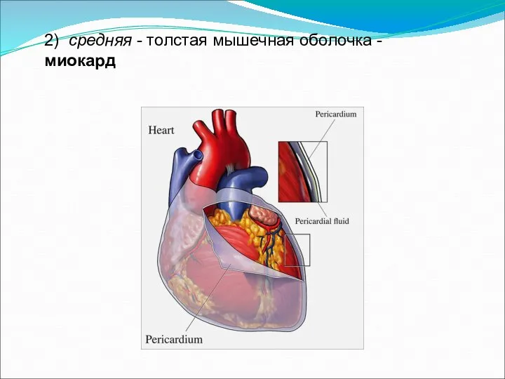 2) средняя - толстая мышечная оболочка - миокард