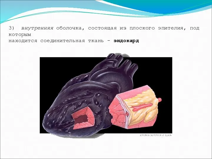 3) внутренняя оболочка, состоящая из плоского эпителия, под которым находится соединительная ткань - эндокард