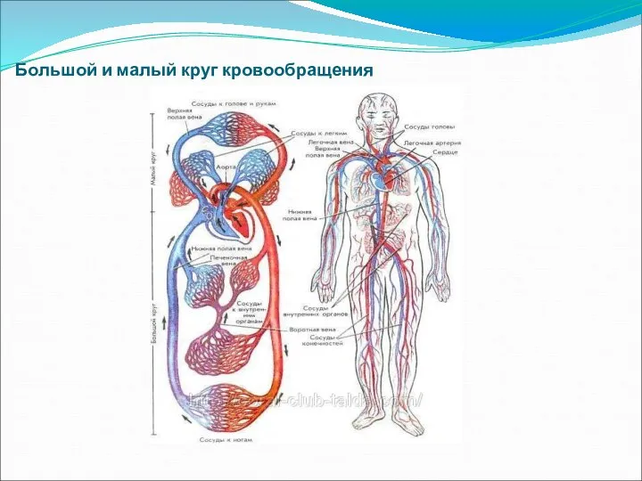 Большой и малый круг кровообращения