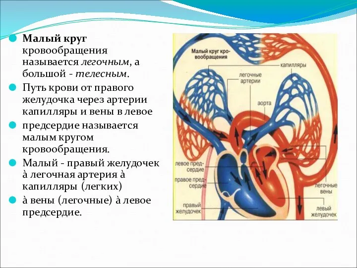 Малый круг кровообращения называется легочным, а большой - телесным. Путь крови