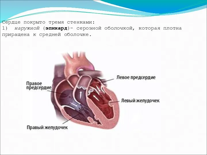 Сердце покрыто тремя стенками: 1) наружной (эпикард)- серозной оболочкой, которая плотна приращена к средней оболочке.