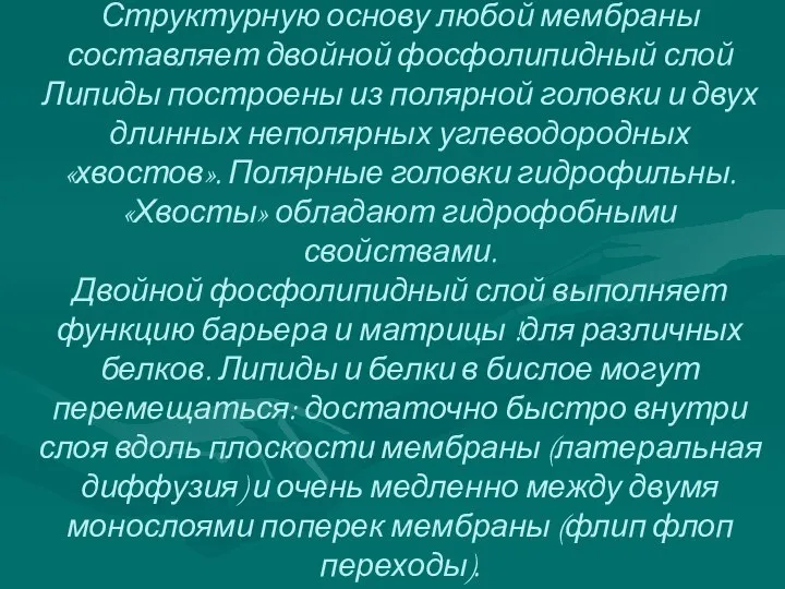 Структурную основу любой мембраны составляет двойной фосфолипидный слой Липиды построены из