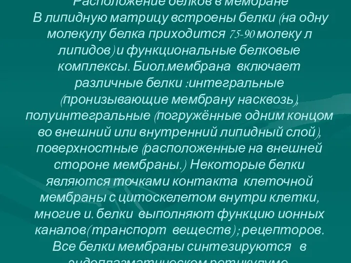 Расположение белков в мембране В липидную матрицу встроены белки (на одну