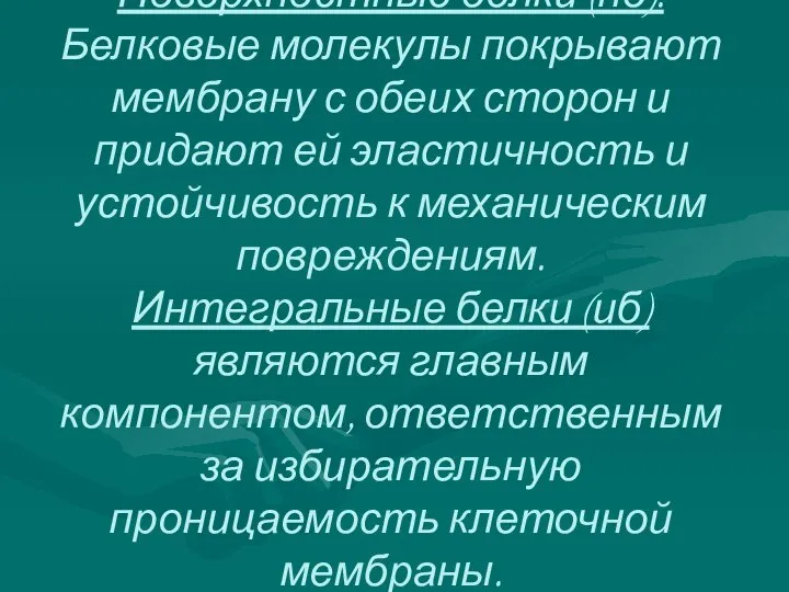 Поверхностные белки (пб). Белковые молекулы покрывают мембрану с обеих сторон и