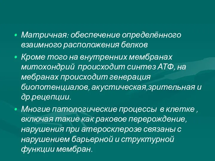 Матричная: обеспечение определённого взаимного расположения белков Кроме того на внутренних мембранах