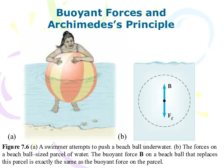 Buoyant Forces and Archimedes’s Principle Figure 7.6 (a) A swimmer attempts