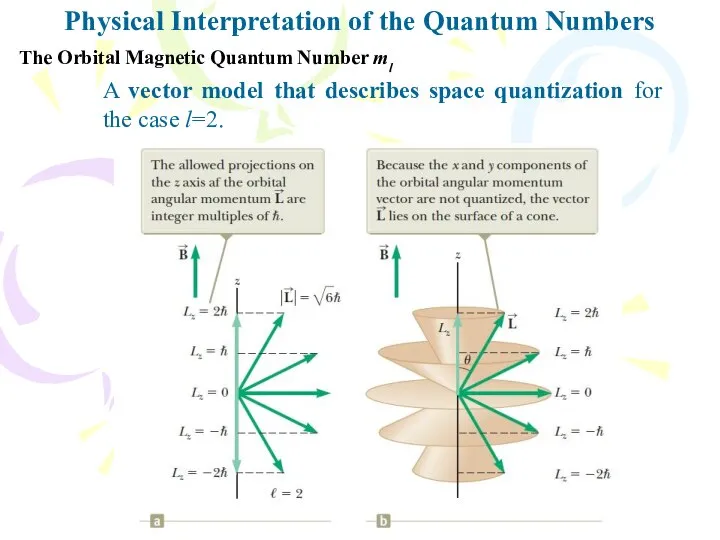 Physical Interpretation of the Quantum Numbers The Orbital Magnetic Quantum Number