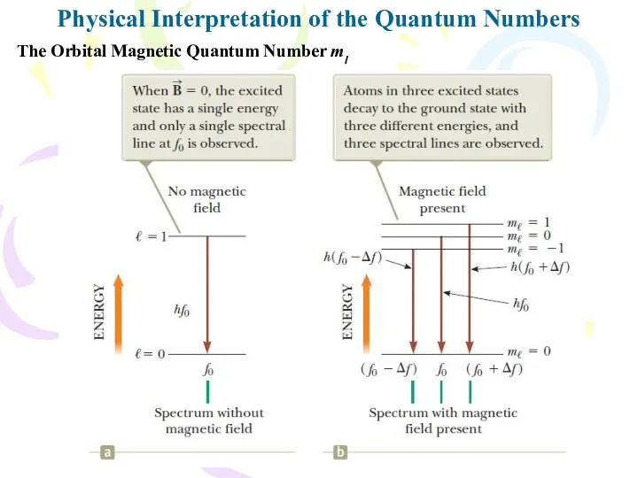 Physical Interpretation of the Quantum Numbers The Orbital Magnetic Quantum Number ml