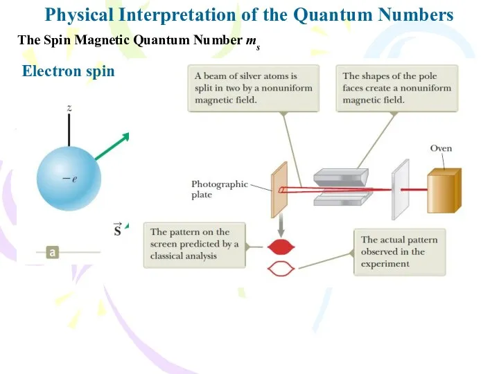Physical Interpretation of the Quantum Numbers The Spin Magnetic Quantum Number ms Electron spin