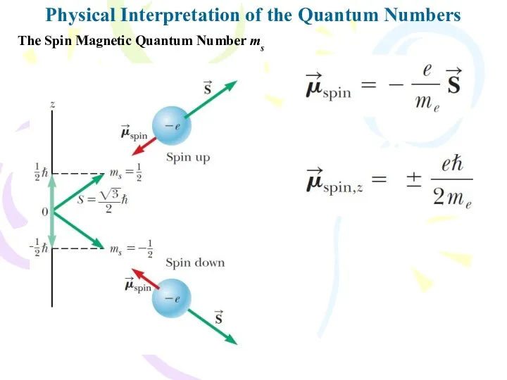Physical Interpretation of the Quantum Numbers The Spin Magnetic Quantum Number ms
