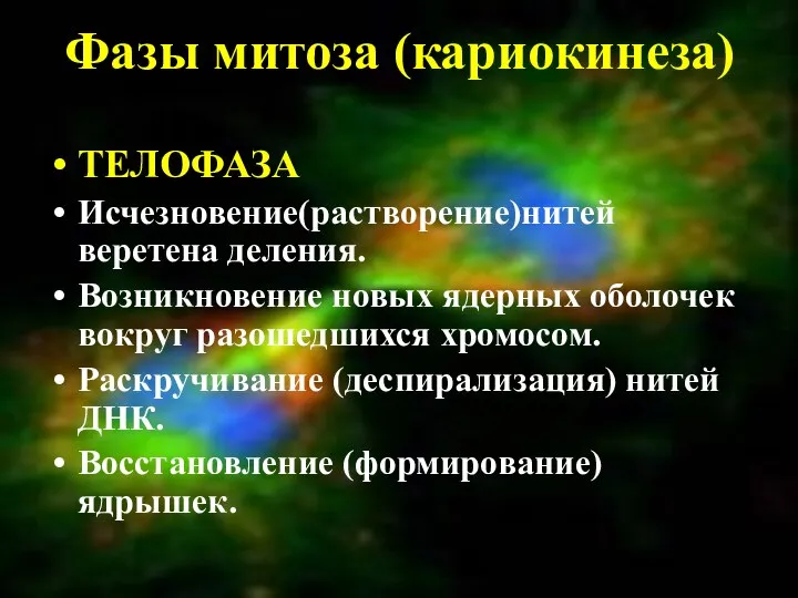 Фазы митоза (кариокинеза) ТЕЛОФАЗА Исчезновение(растворение)нитей веретена деления. Возникновение новых ядерных оболочек