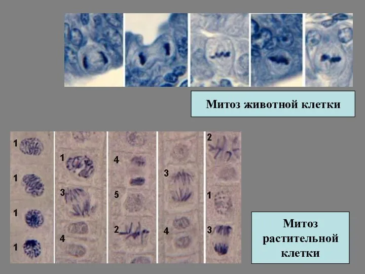 Митоз животной клетки Митоз растительной клетки