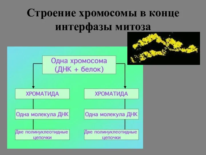 Строение хромосомы в конце интерфазы митоза