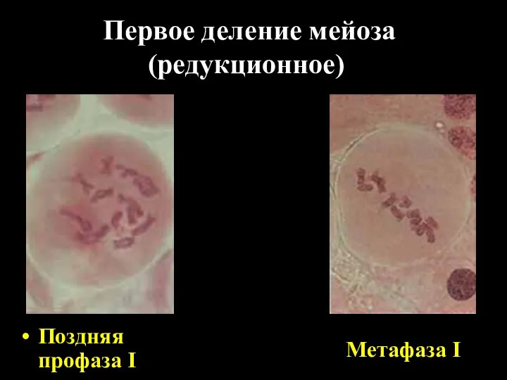 Первое деление мейоза (редукционное) Поздняя профаза I Метафаза I