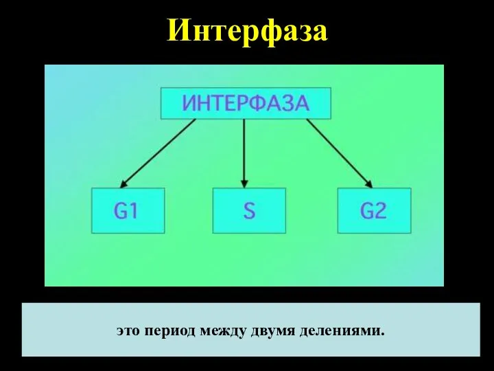 Интерфаза это период между двумя делениями.