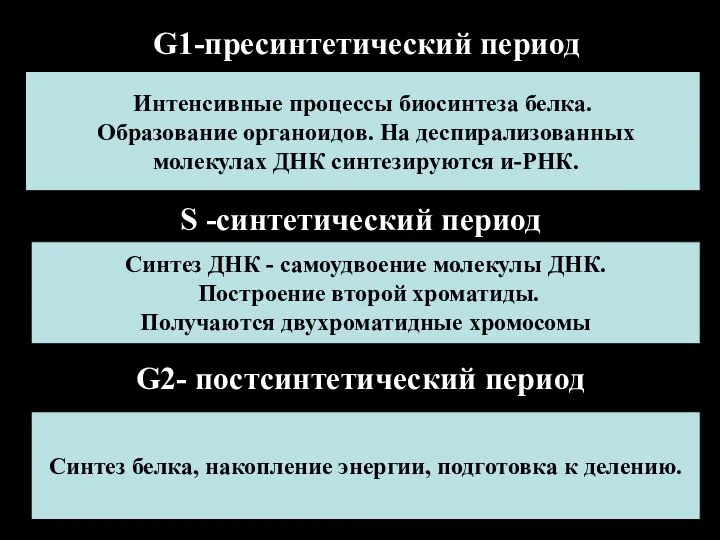 G1-пресинтетический период Интенсивные процессы биосинтеза белка. Образование органоидов. На деспирализованных молекулах