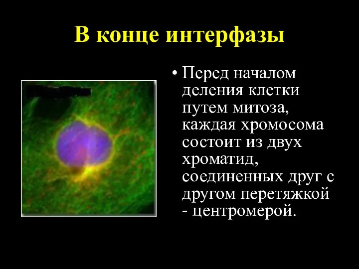 В конце интерфазы Перед началом деления клетки путем митоза, каждая хромосома