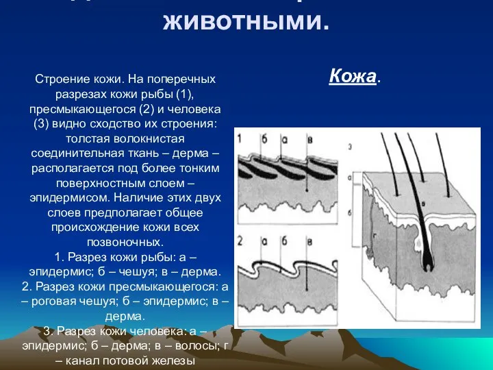 Строение кожи. На поперечных разрезах кожи рыбы (1), пресмыкающегося (2) и