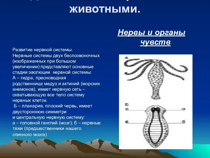 Развитие нервной системы. Нервные системы двух беспозвоночных (изображенных при большом увеличении)