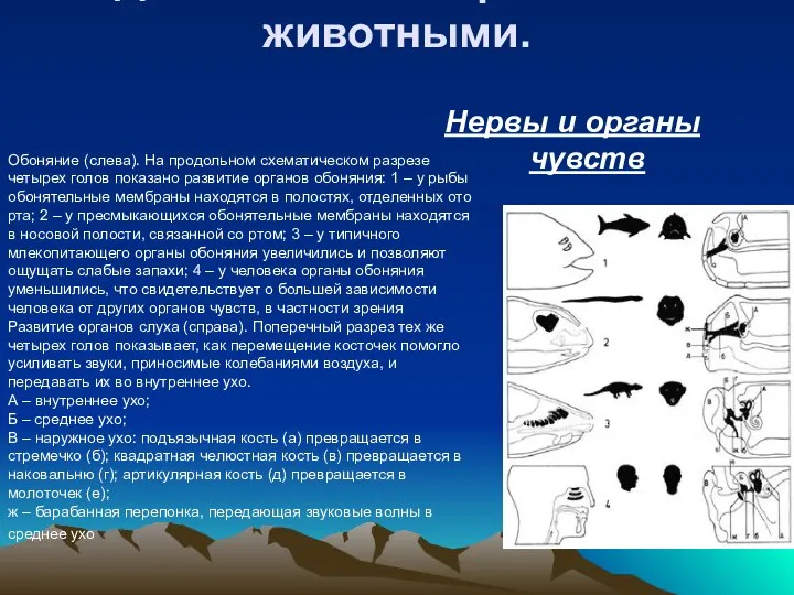 Обоняние (слева). На продольном схематическом разрезе четырех голов показано развитие органов