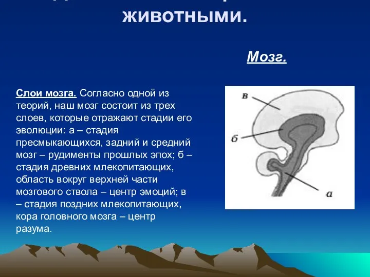 Слои мозга. Согласно одной из теорий, наш мозг состоит из трех