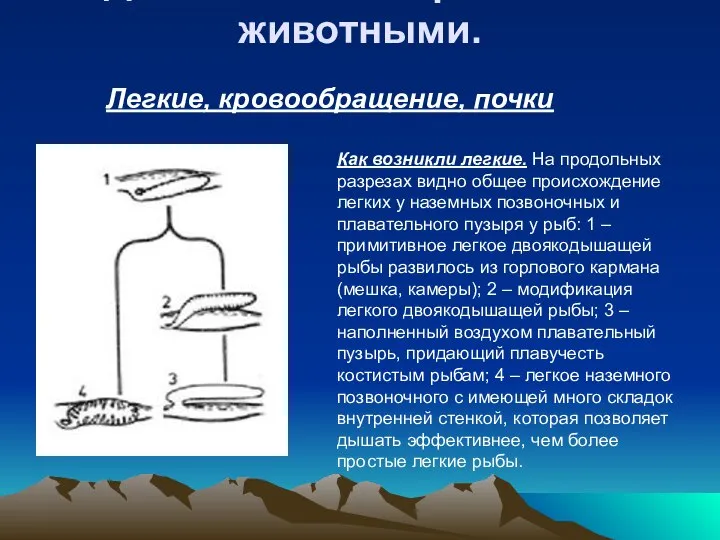 Как возникли легкие. На продольных разрезах видно общее происхождение легких у