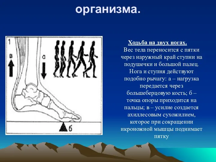 Особенности человеческого организма. Ходьба на двух ногах. Вес тела переносится с