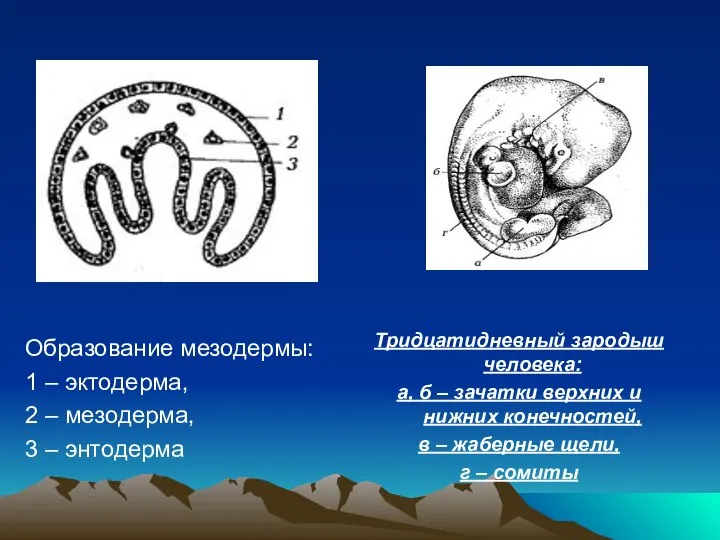 Тридцатидневный зародыш человека: а, б – зачатки верхних и нижних конечностей,